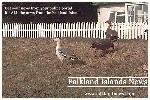 Falkland Islands News